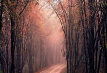 [天下足球]诺丁汉森林主场战胜曼城.